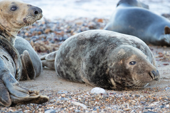 sea lions on coast line close to water
