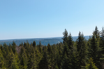 Forest view with green pine trees