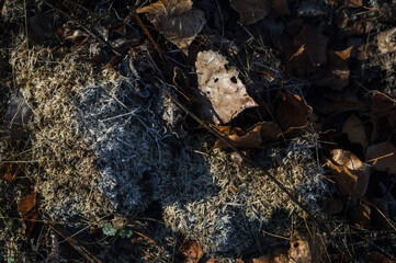 El color del Invierno