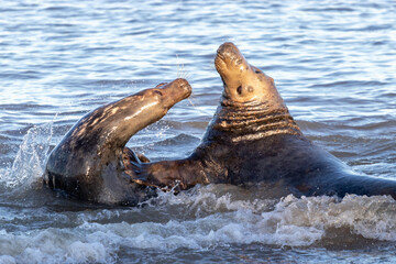 Naklejka premium sea lions on coast line close to water