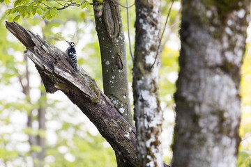 White-backed Woodpecker - Weissrückenspecht - Dendrocopos leucotos ssp. leucotos, Austria (Vorarlberg), adult, male