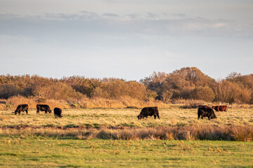 cows in the filed with trees on background in sunset time