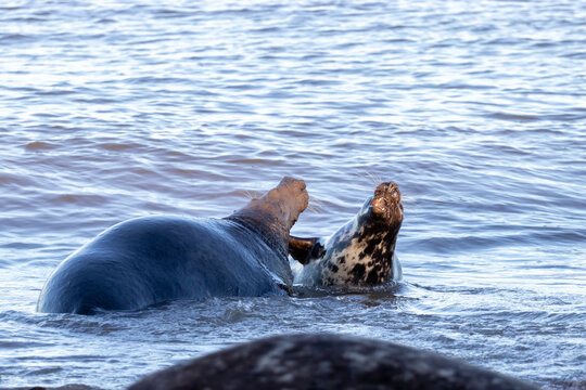 sea lions on coast line close to water