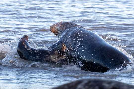 sea lions on coast line close to water