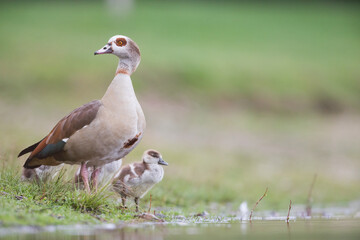 Egyptian Goose - Nilgans - Alopochen aegyptiaca, Germany (Baden-Württemberg), adult with goslings