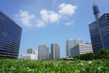 Fototapeta premium 横浜みなとみらいの開発途中の空き地の風景