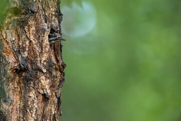 Three-toed Woodpecker, Picoides tridactylus ssp. tridactylus