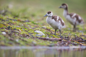 Egyptian Goose - Nilgans - Alopochen aegyptiaca, Germany (Baden-Württemberg), goslings
