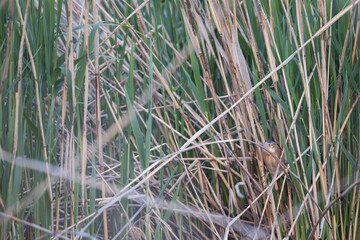 Little BIttern - Zwergdommel - Ixobrychus minutus minutus, Austria (Vorarlberg), adult, male