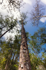 Fototapeta premium tall pine tree