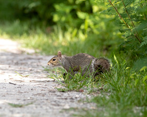 squirrel in the park