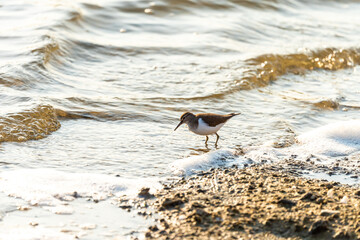 Sandpiper on a pond in an early autumn morning near Zikhron Ya'akov, Israel. 