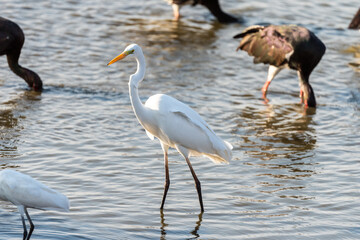 Naklejka premium White Heron (Egret) on a pond in an early autumn morning near Zikhron Ya'akov, Israel. 
