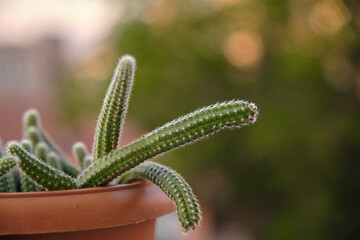 Cactus of the species Chamaecereus silvestrii. Elongated cactus in flowerpot. Echinopsis chamaecereus cactus. Snake cactus.	