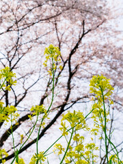 The cherry blossoms planted next to the workplace are in full bloom.

