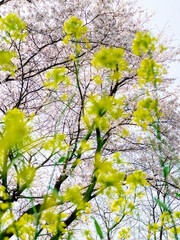 The cherry blossoms planted next to the workplace are in full bloom.

