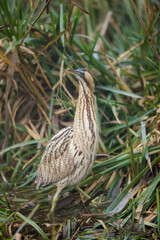 Eurasian Bittern - Rohrdommel - Botaurus stellaris ssp. stellaris, Switzerland