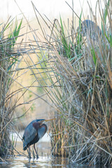 Purple Heron - Purpurreiher - Ardea purpurea ssp. purpurea, Germany (Baden-Württemberg), adult at nest