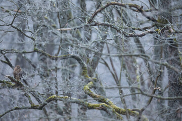 Common Buzzard - M&auml;usebussard - Buteo buteo ssp. buteo, France (Alsace), 1st cy.