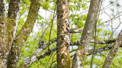 White-backed Woodpecker - Weissrückenspecht - Dendrocopos leucotos ssp. leucotos, Austria (Vorarlberg), adult, male