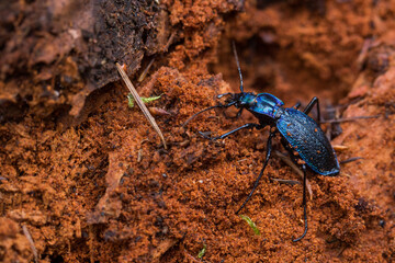 Macro image of an insect in Germany