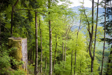 White-backed Woodpecker - Weissrückenspecht - Dendrocopos leucotos ssp. leucotos, Austria (Vorarlberg), habitat