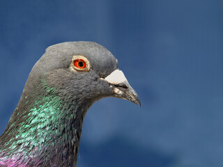 
Pigeon