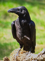 Raven in the woods © Marco