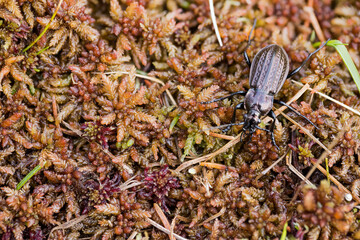 Macro image of an insect in Germany