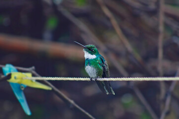 Obraz premium Colibrí garganta blanca en soga de ropa