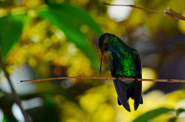 colibrí esmeralda posando en una rama © Maelia Rouch