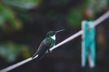colibrí garganta blanca bajo la lluvia en la soga de ropa © Maelia Rouch