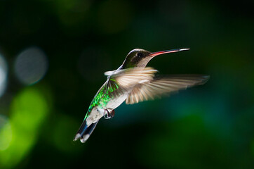 Colibrí esmeralda volando © Maelia Rouch