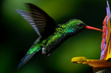 Colibrí esmeralda volando © Maelia Rouch