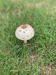 mushroom in the grass