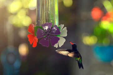 Colibrí bebiendo agua con azúcar en bebedero 