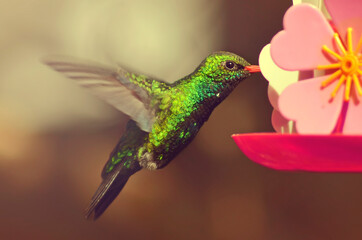 macro of hummingbird drinking starch from trough