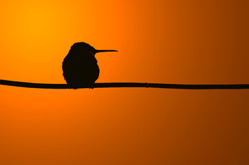 Silueta de colibrí al atardecer © Maelia Rouch