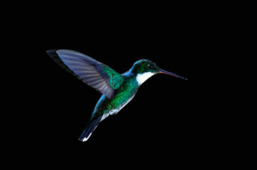Colibrí garganta blanca volando con fondo negro © Maelia Rouch