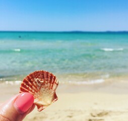 seashell on the beach