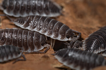 Porcellio hoffmannseggi isopods on a piece of bark	