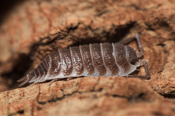 Porcellio hoffmannseggi isopod on a piece of bark	