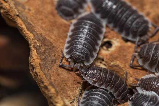 Porcellio hoffmannseggi isopods on a piece of bark	