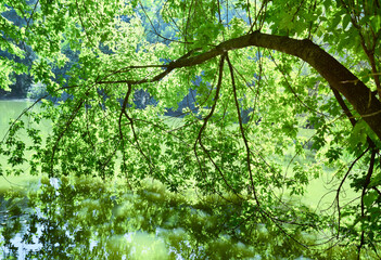 Branches of alder tree dangling over lake surface in a summer day.