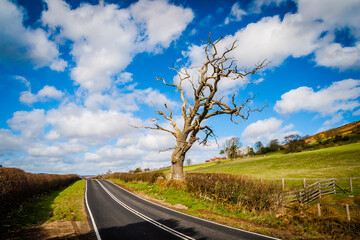 Solitaire tree North York Moors National Park, Yorkshire, United Kingdom
