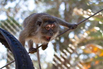 A surprised looking Baboon in a tree