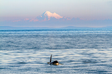 Killer Whale in Pacific Northwest water © John