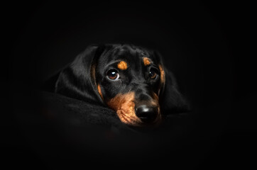 dachshund puppy cute portrait in studio on black background
