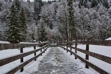 Durch Holzzaun begrenzter Weg führt auf schneebedeckten Nadelwald zu