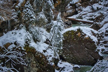 kleiner Tannenbaum wächst auf Felsbrocken in Klamm